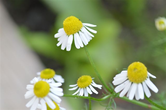 Matricaria chamomilla